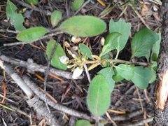 Arctostaphylos nevadensis