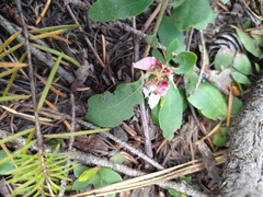 Arctostaphylos nevadensis