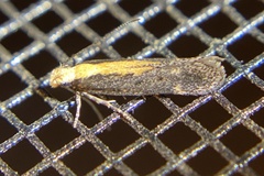 Aroga paraplutella