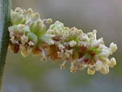Chenopodium nitrariaceum