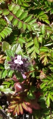 Clinopodium laxiflorum
