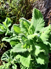 Senecio subcanescens