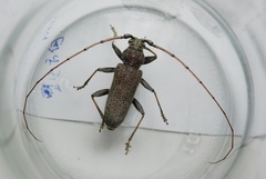 Stromatium longicorne