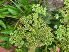 Angelica japonica