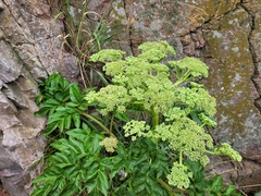 Angelica japonica