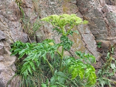 Angelica japonica