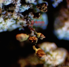 Chaenotheca hispidula