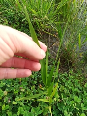 Panicum hemitomon