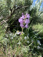 Penstemon cyathophorus