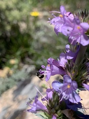 Penstemon cyathophorus
