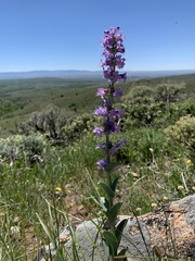 Penstemon cyathophorus