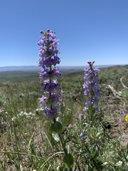 Penstemon cyathophorus
