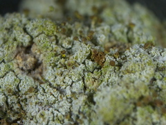 Chaenotheca hispidula