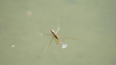 Limnoporus