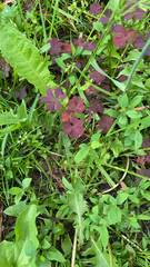 Oxalis stricta