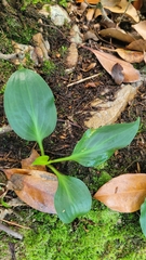 Hosta yingeri