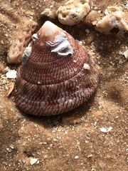 Trochus hanleyanus