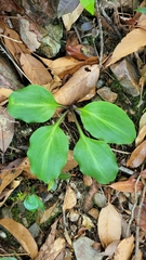 Hosta yingeri