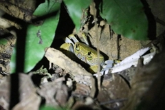 Terrapotamon phaibuli