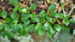 Hosta yingeri