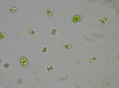 Staurastrum brachiatum