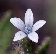 Allophyllum integrifolium