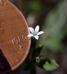 Allophyllum integrifolium