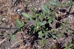 Allophyllum integrifolium