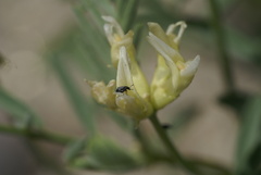 Acanthoscelides pullus