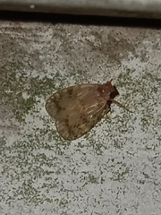 Bothriocera drakei