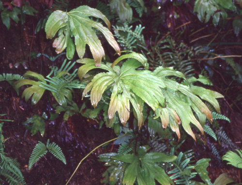 Dipteris chinensis, 2001-06-03