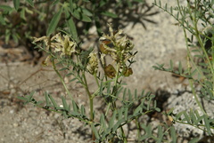 Astragalus bolanderi