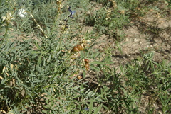 Astragalus bolanderi