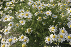 Tripleurospermum inodorum
