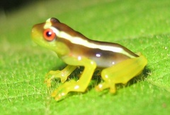 Dendropsophus bifurcus