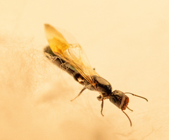 Colobopsis papago