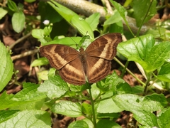 Junonia iphita