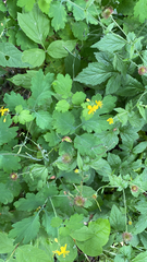 Chelidonium majus