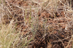 Astragalus brandegeei