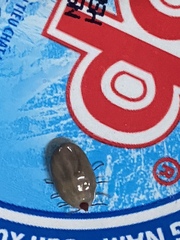 Rhipicephalus sanguineus