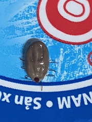 Rhipicephalus sanguineus