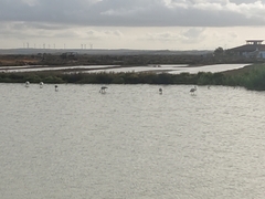 Phoenicopterus roseus