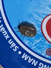 Rhipicephalus sanguineus