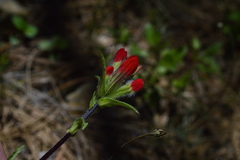 Castilleja scorzonerifolia