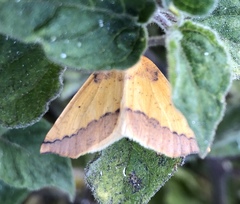 Neoterpes edwardsata