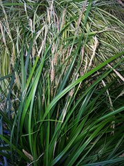 Carex morrowii