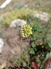Allium flavescens