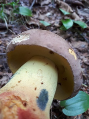 Butyriboletus brunneus