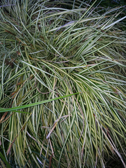 Carex morrowii