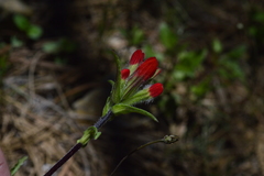 Castilleja scorzonerifolia